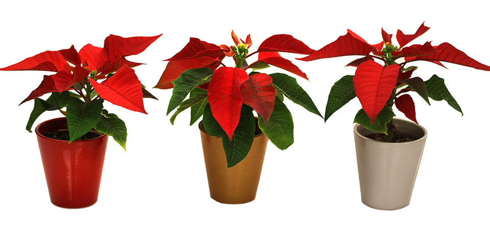 Poinsettias in Every Shape and Size