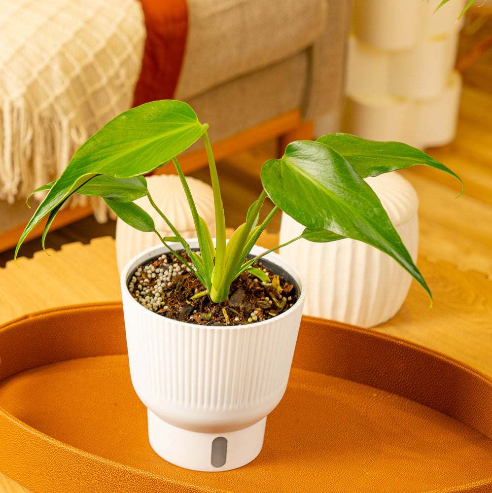 Monstera Burle Marx Flame houseplant in a white self-watering container on a tabletop in a living room