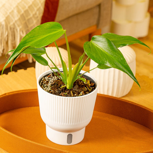 Monstera Burle Marx Flame houseplant in a white self-watering container in a leather tray on an orange coffee table in a living room in Costa Farms