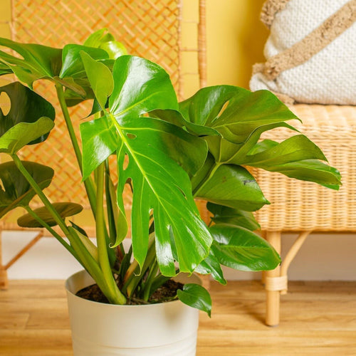 Monstera deliciosa houseplant in white plastic pot in a room with wicker furniture and wood flooring at Costa Farms