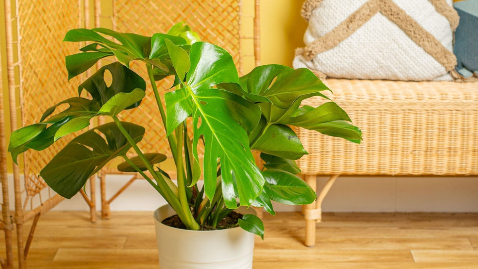 Monstera deliciosa houseplant in white plastic pot in a room with wicker furniture and wood flooring at Costa Farms