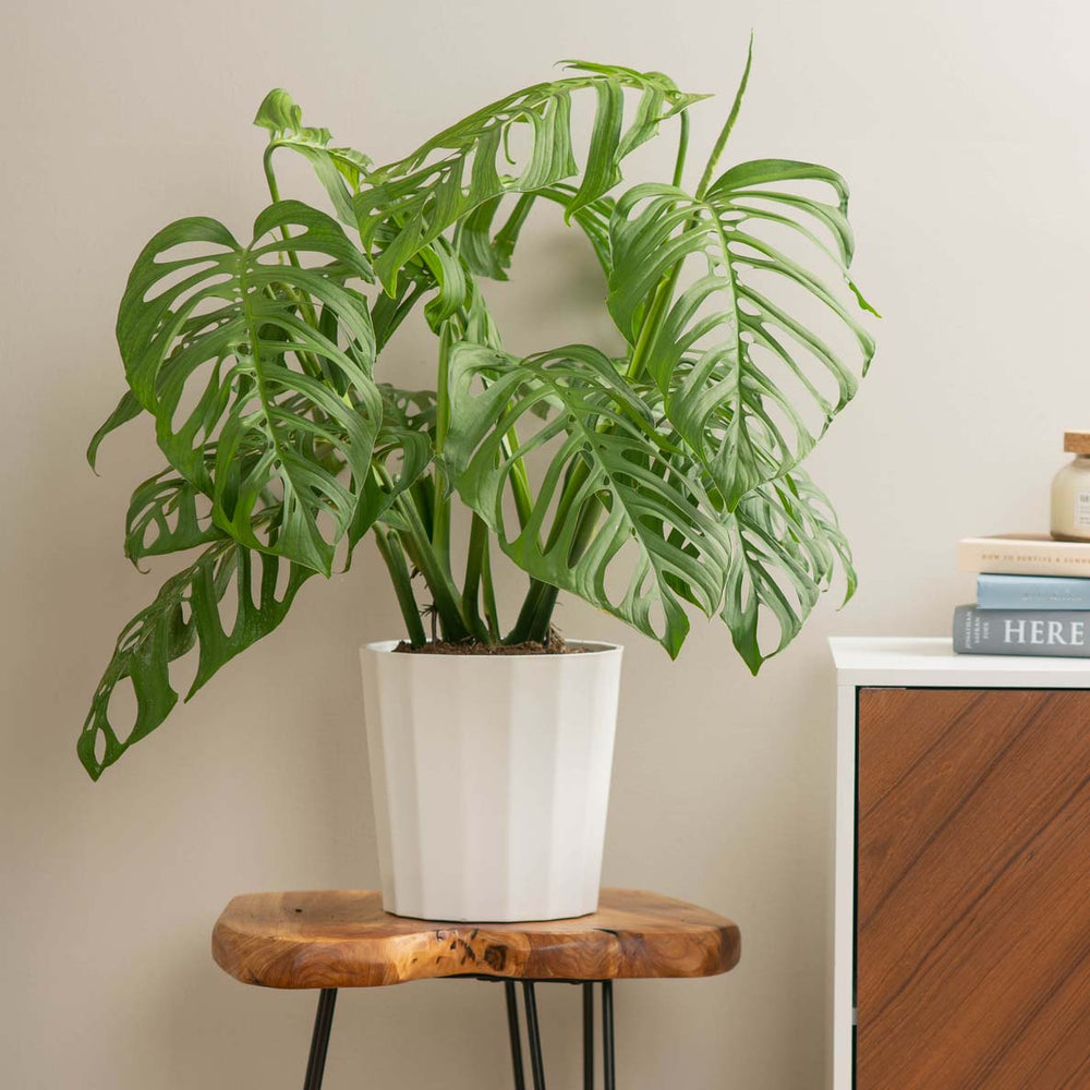 Large Monstera Esqueleto with fenestrated leaves on a wood plant stand next to a wood credenza with books in a living room