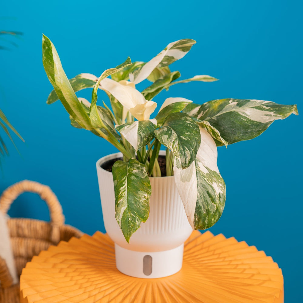 Monstera lechleriana Albo, a variegated houseplant, growing in a white self-watering container sitting on an orange tabletop in front of a blue wall at Costa Farms