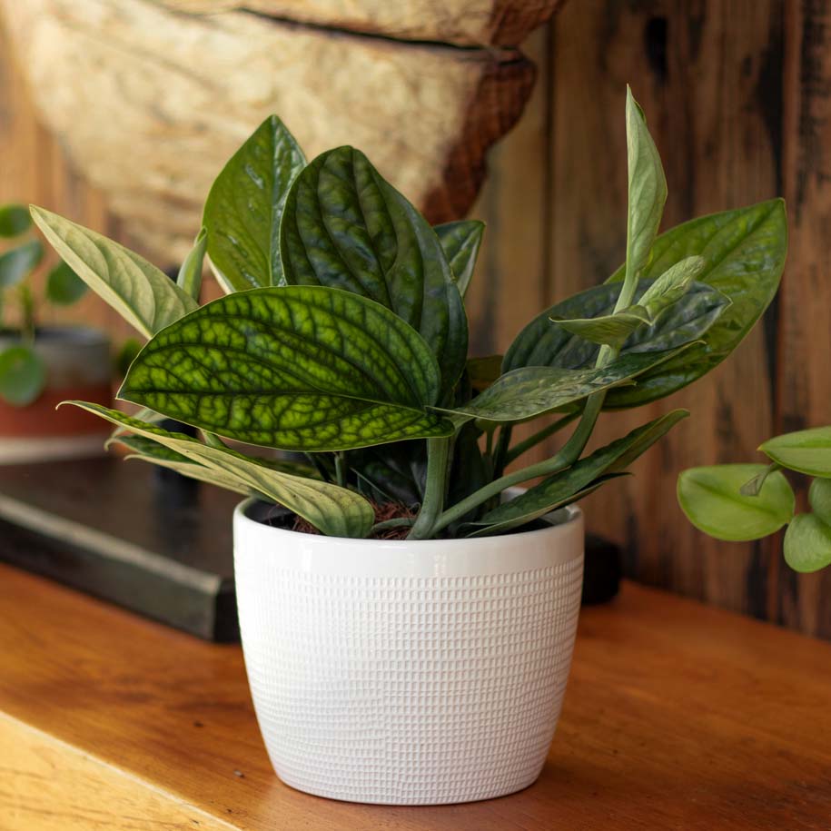 Monstera Peru houseplant on a wood mantle and in a white ceramic pot