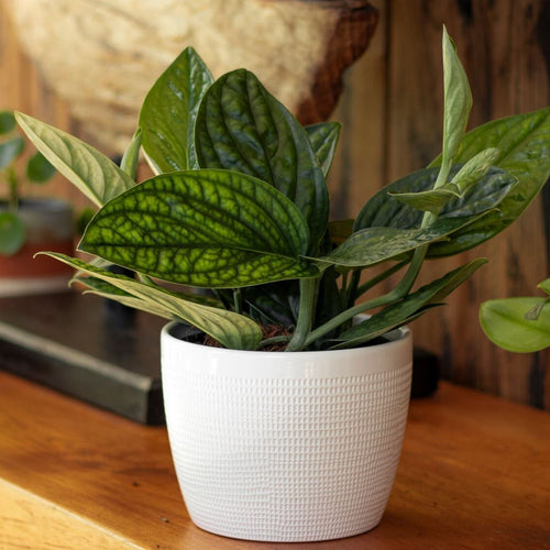 Preventing Houseplant Pests: Easy Tips for Happy, Healthy Plants