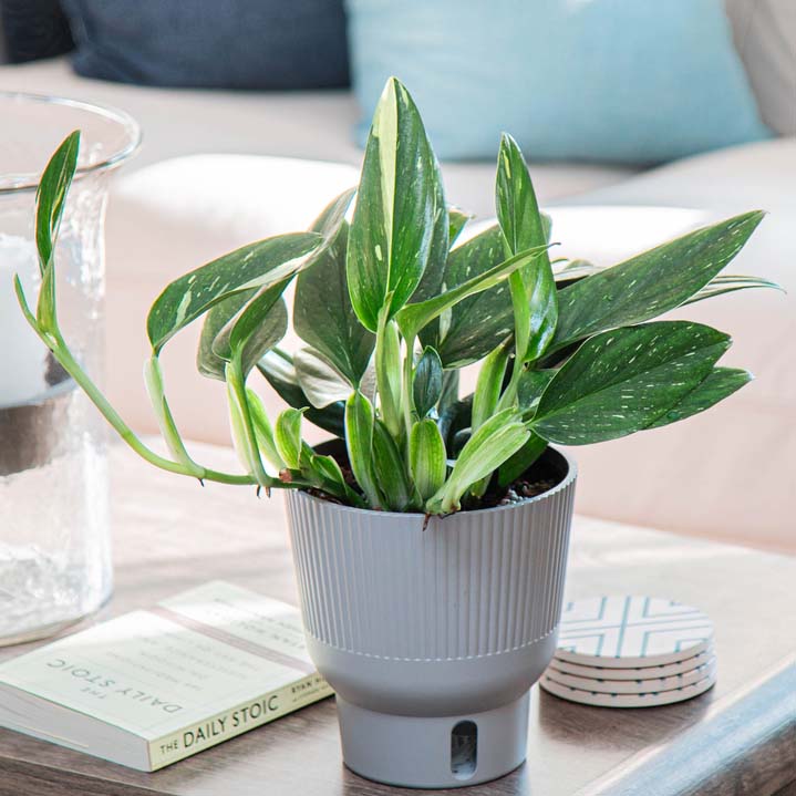 Variegated Cobra Monstera (also known as Monstera standleyana Albo-Variegata) in a gray self-watering container on a wood coffee table in a living room with a white sofa