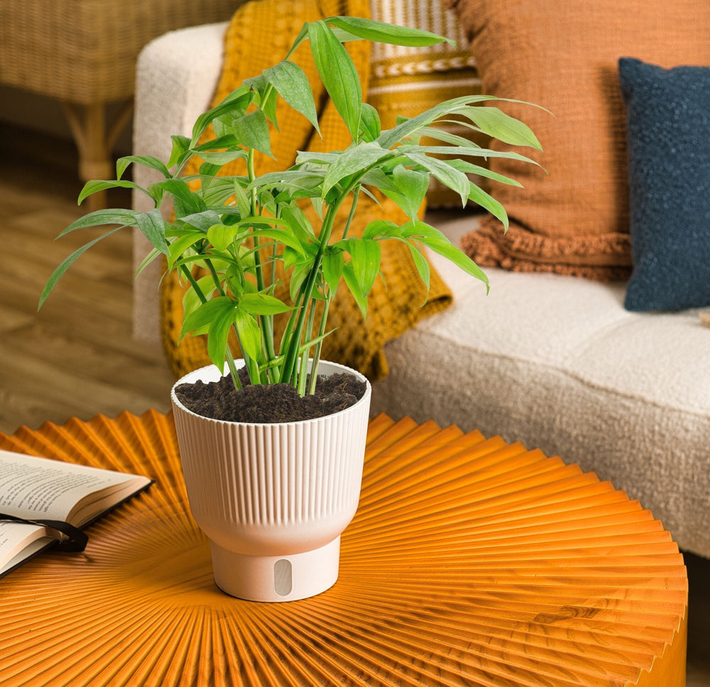 Monstera subpinnata houseplant growing in a white self-watering planter and sitting on an orange tabletop in front of a white sofa