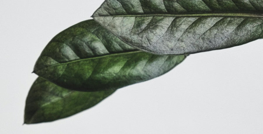 Mother Plants: Our Secret to Propagation Success