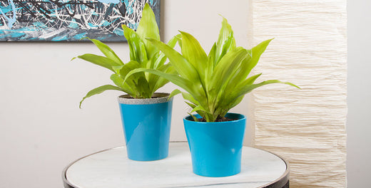 Celebrate National Indoor Plant Week
