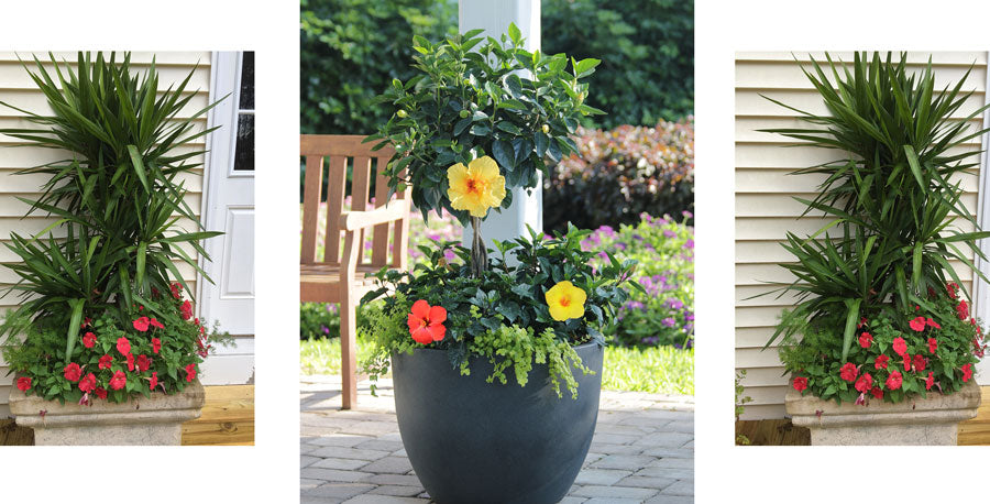 Tropical Trees in Containers