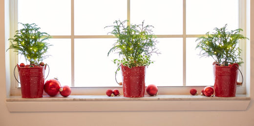 Norfolk Island Pine Offers Easy Holiday Decor