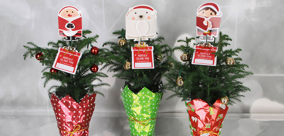 Enjoy Norfolk Island Pine Indoors