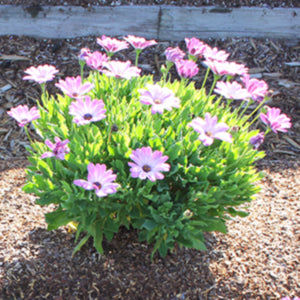 Margarita Pink Flare Osteospermum