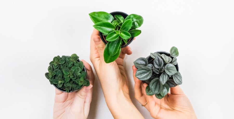 How to Celebrate Houseplant Appreciation Day