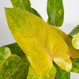 close up detail of the yellow and green variagation on painted lady