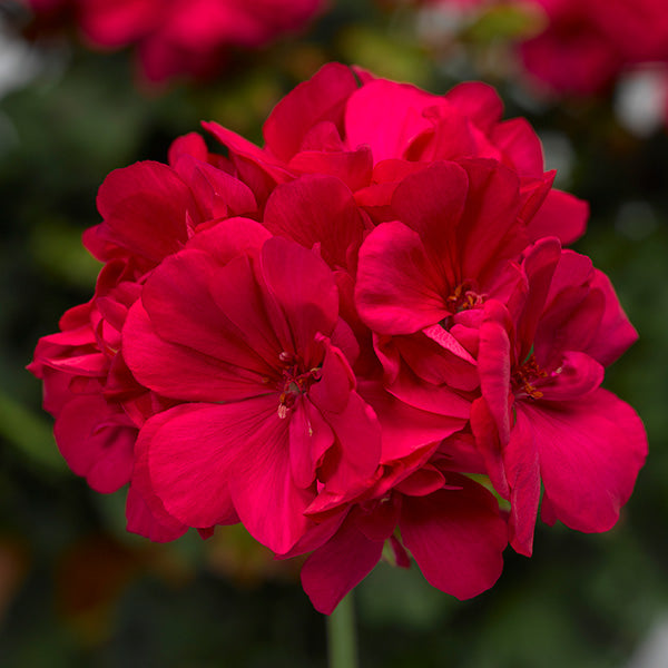 Calliope Hot Pink Geranium