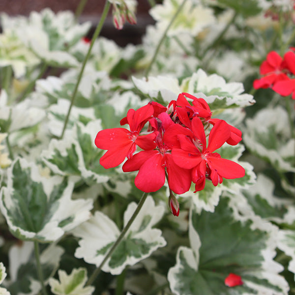 Ice Queen Geranium