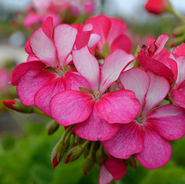 Maverick Violet Geranium