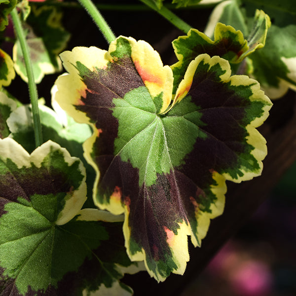 Mrs. Pollock Geranium