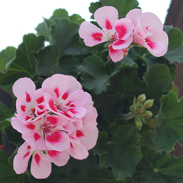 Presto Pink Sizzle Geranium