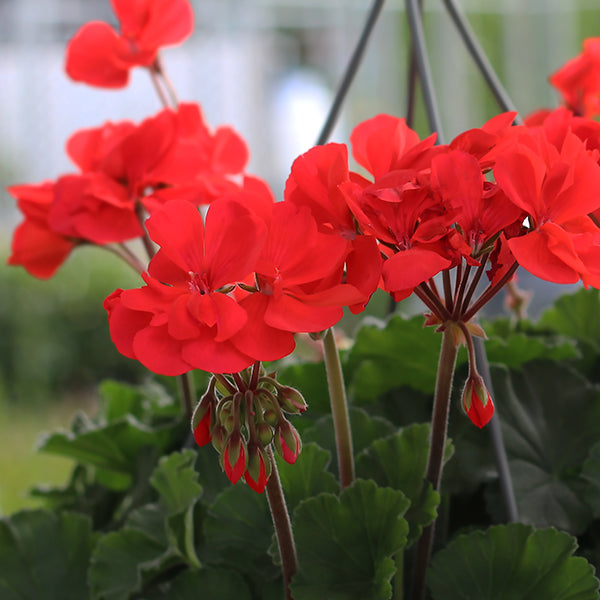 Presto Dark Salmon Geranium