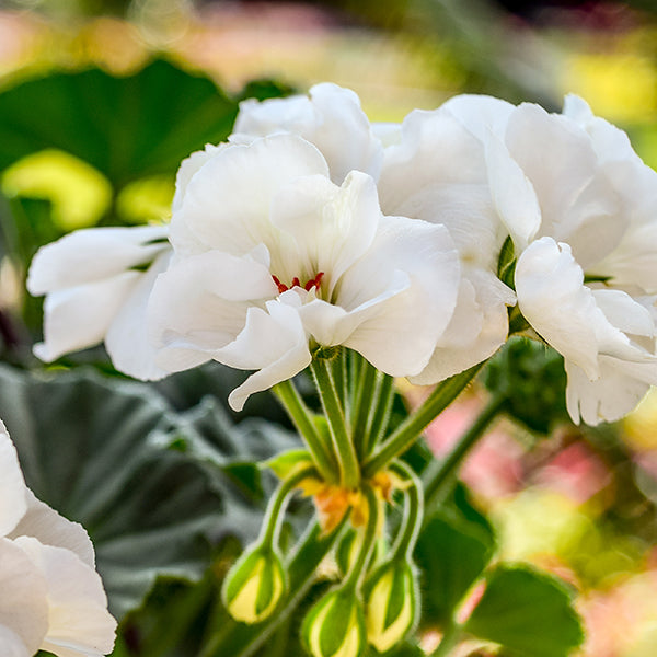 Fantasia White Geranium