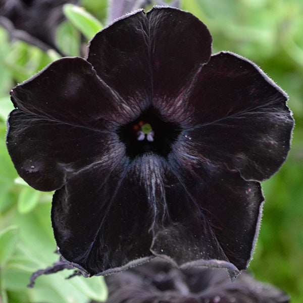 Crazytunia Black Mamba