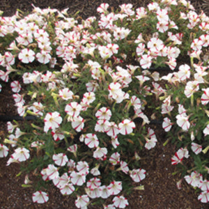 Crazytunia Cherry Cheesecake