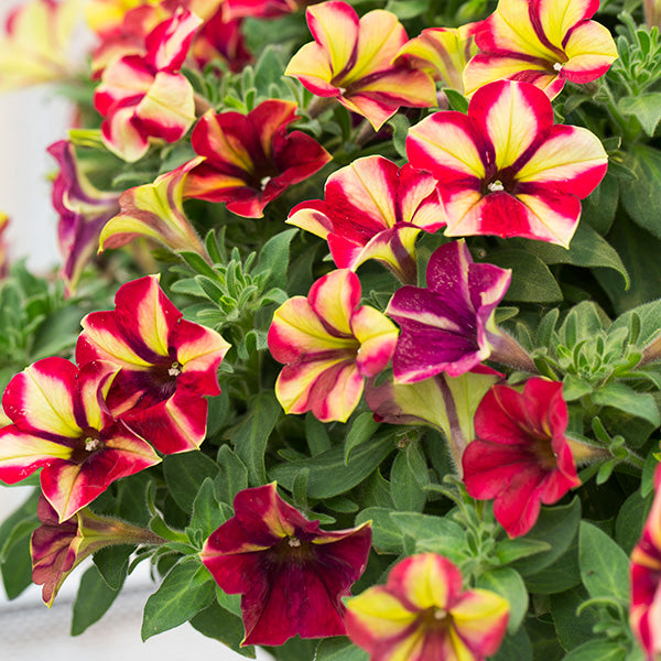 Crazytunia Razzmatazz