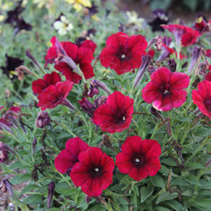 Crazytunia Red Blues