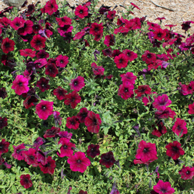 Easy Wave Burgundy Velour