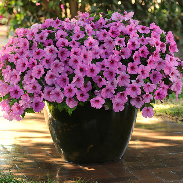 Easy Wave Pink Passion