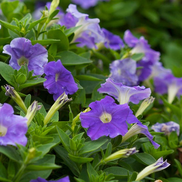 Picobella Cascade Light Blue