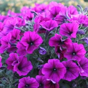 Potunia Purple