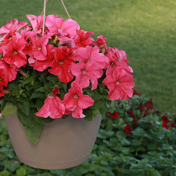 Pretty Grand Deep Pink