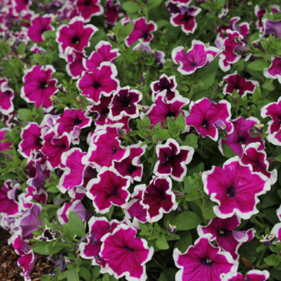 Saguna Purple with White