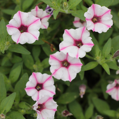 Supertunia Pink Star Charm