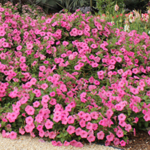 Supertunia Vista Bubblegum