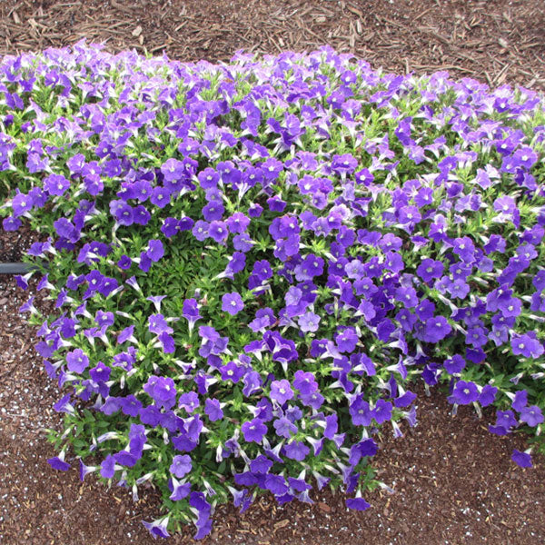 Surfinia Bouquet Denim