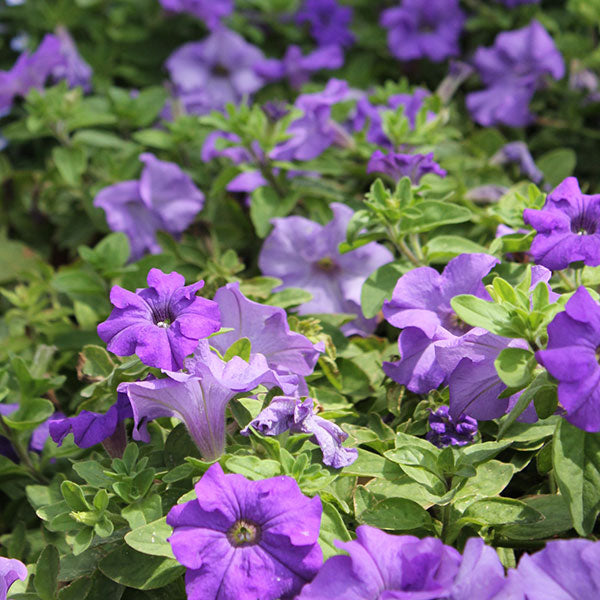 Surfinia Heavenly Blue