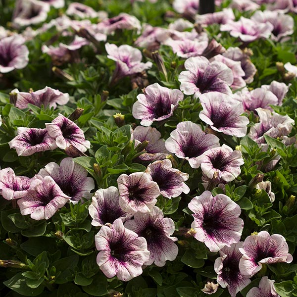 Sweetunia Mystery Plus