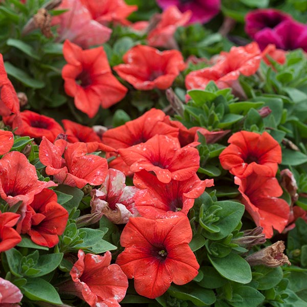 Sweetunia Orange Flash