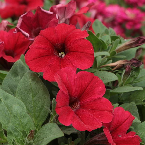 Tidal Wave Red Velour