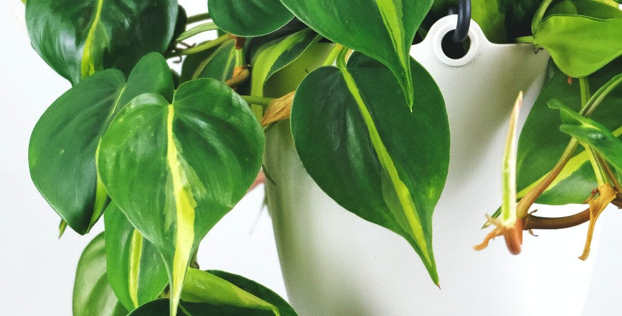 5 Easy Tips for Philodendron Care