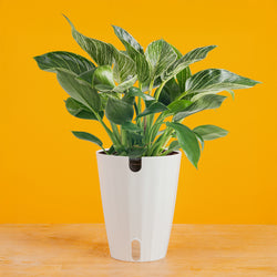 Bird's Nest Fern | medium