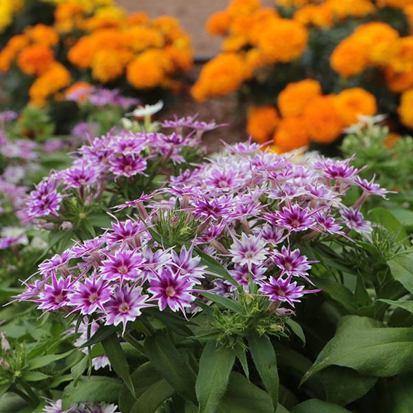 Popstars Blue Annual Phlox