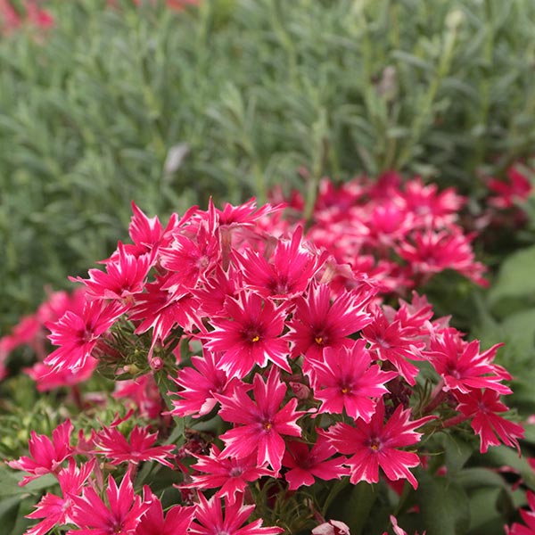 Popstars Red Annual Phlox