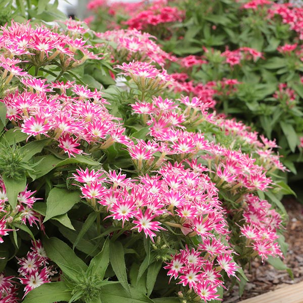 Popstars Rose with Eye Annual Phlox
