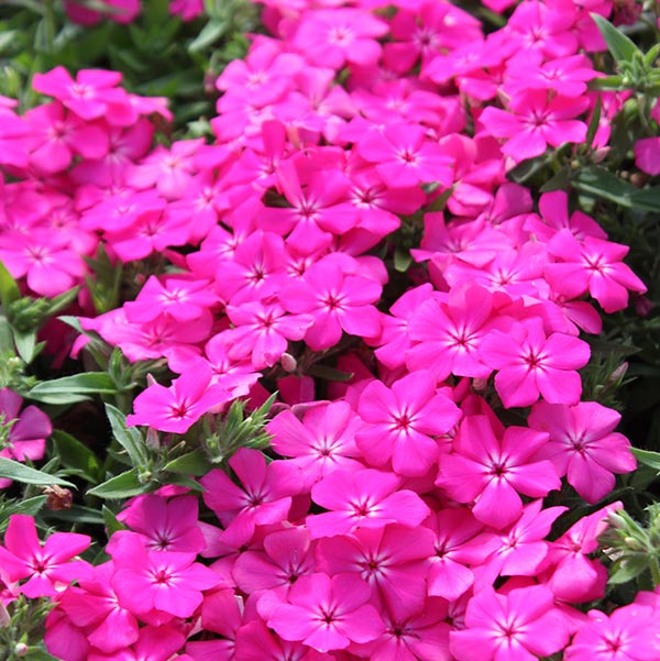 Gisele Hot Pink Annual Phlox