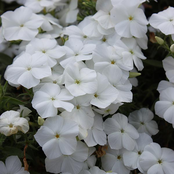 Gisele White Annual Phlox